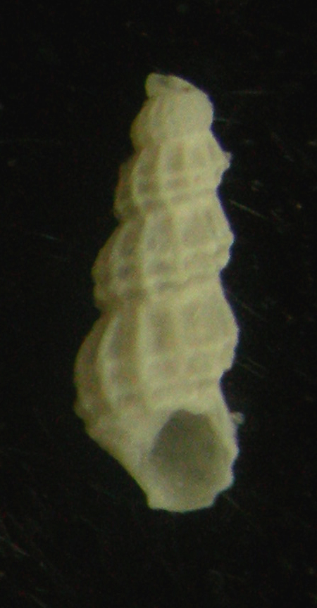 Chrysallida fenestrata